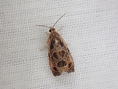 Olethreutes nigranum