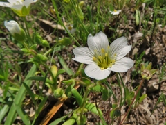 Mononeuria nuttallii