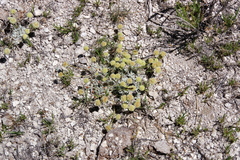 Eriogonum argophyllum