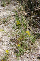 Cleomella parviflora