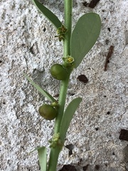 Phyllanthus evanescens