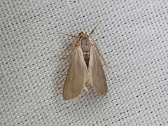 Acentria ephemerella