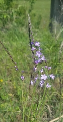 Verbena simplex
