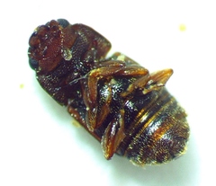 Carpophilus discoideus