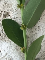 Phyllanthus evanescens