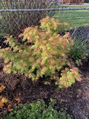 Sorbaria sorbifolia stellipila