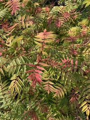 Sorbaria sorbifolia stellipila