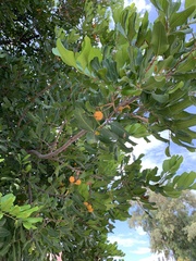 Cupaniopsis