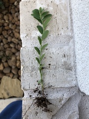 Phyllanthus evanescens