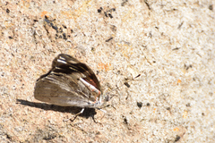 Diaethria bacchis