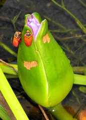 Locris areata