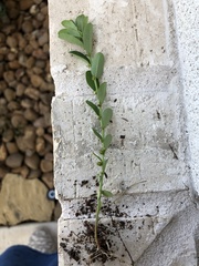 Phyllanthus evanescens