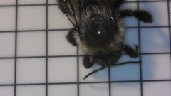 Bombus impatiens image
