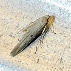 Isophrictis trimaculella