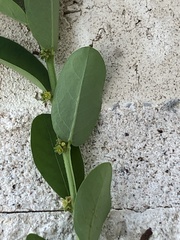 Phyllanthus evanescens