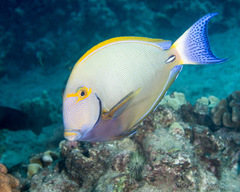 Acanthurus dussumieri