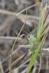Conocephalus saltans