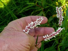 Persicaria senegalensis