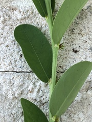 Phyllanthus evanescens