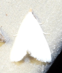 Leptosteges vestaliella