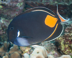 Acanthurus achilles