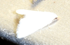 Leptosteges vestaliella