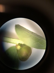 Phyllanthus evanescens