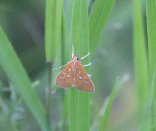 White-spotted Orange photo 3