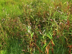 Persicaria senegalensis