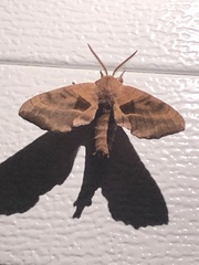 Smerinthinae