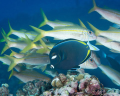 Acanthurus nigricans