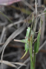 Conocephalus saltans