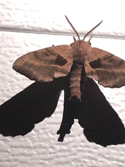 Smerinthinae