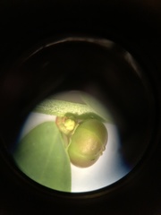 Phyllanthus evanescens