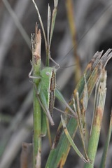 Conocephalus saltans