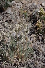 Oxytropis besseyi