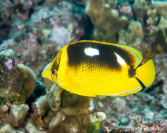 Chaetodon quadrimaculatus