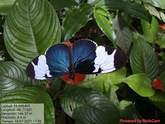 Heliconius sapho