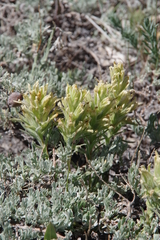 Castilleja pilosa