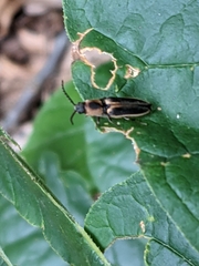 Megapenthes limbalis