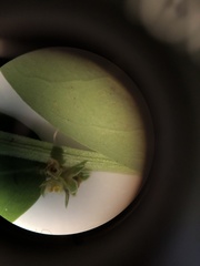 Phyllanthus evanescens