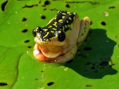 Hyperolius marmoratus marmoratus