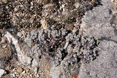 Eriogonum caespitosum