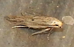 Isophrictis trimaculella