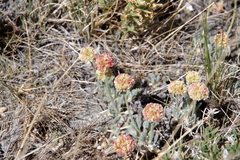 Eriogonum kingii