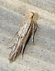 Isophrictis trimaculella