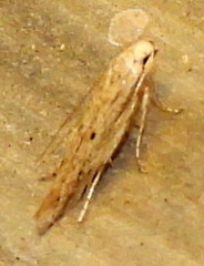 Isophrictis trimaculella