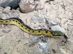 Erythrolamprus melanotus
