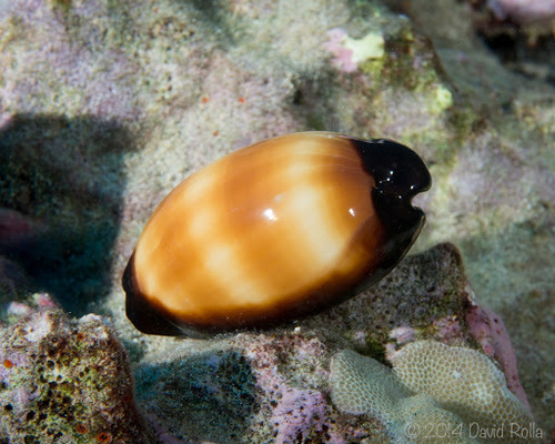 Cypraea talpa observed 2014-12-26