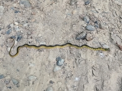 Erythrolamprus melanotus